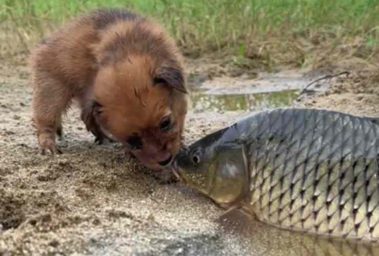 Amicizia fra cucciolo e pesce