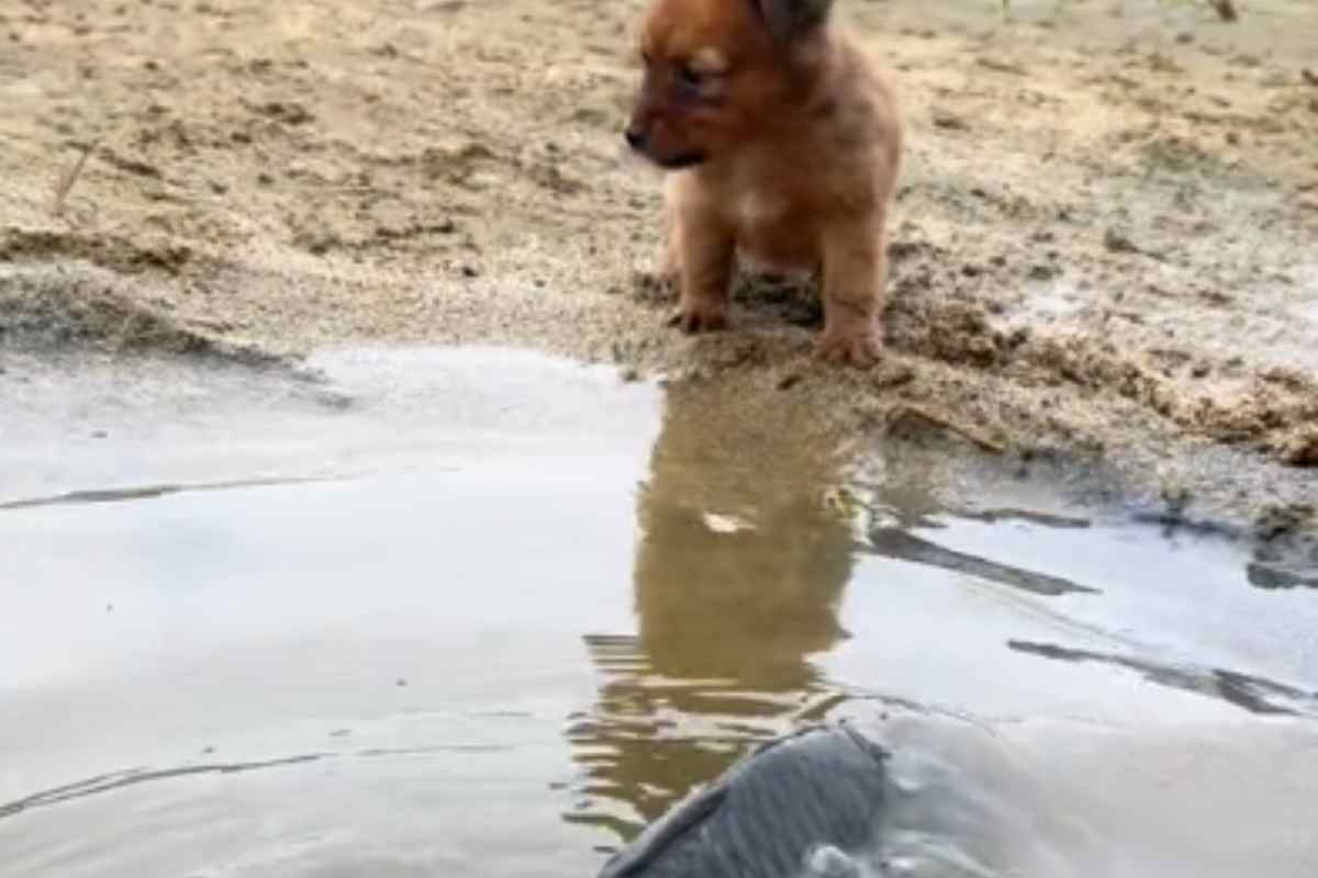 Cane gioca con pesce