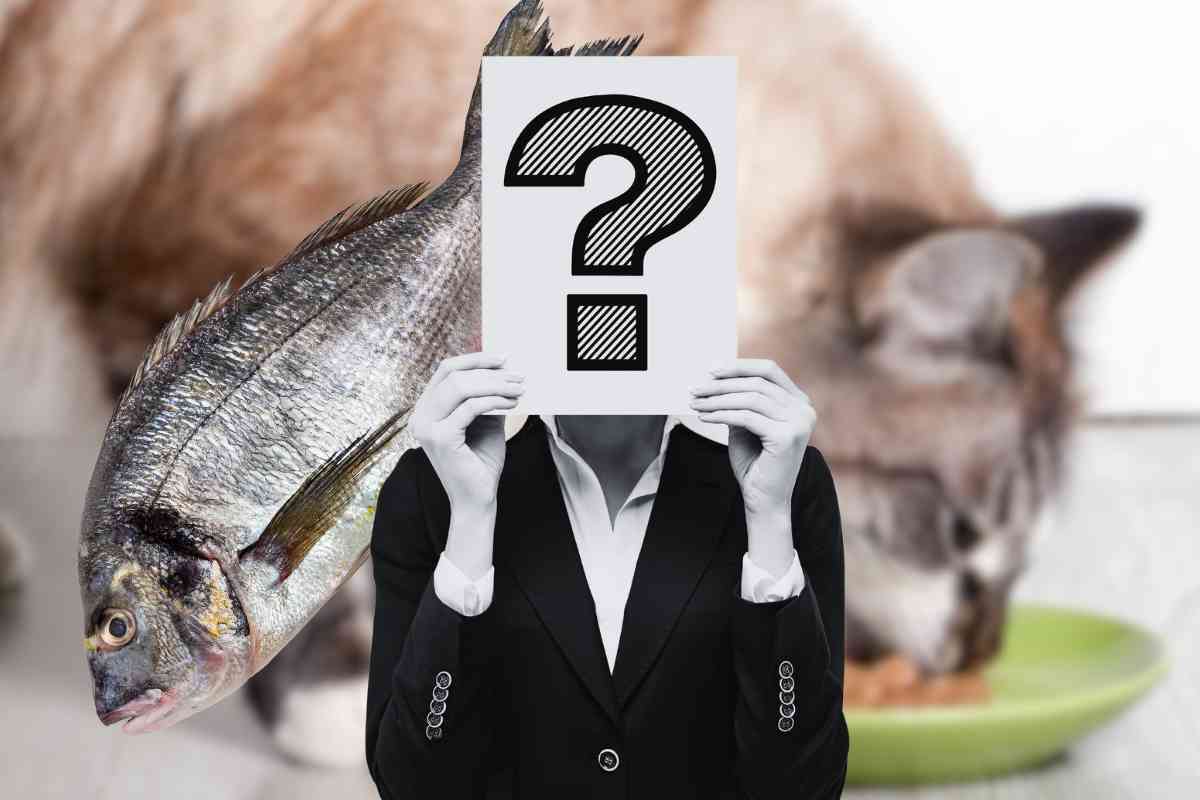 I gatti possono mangiare pesce crudo?
