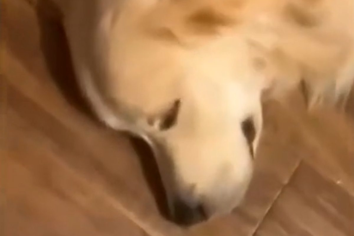 cane svegliato suono