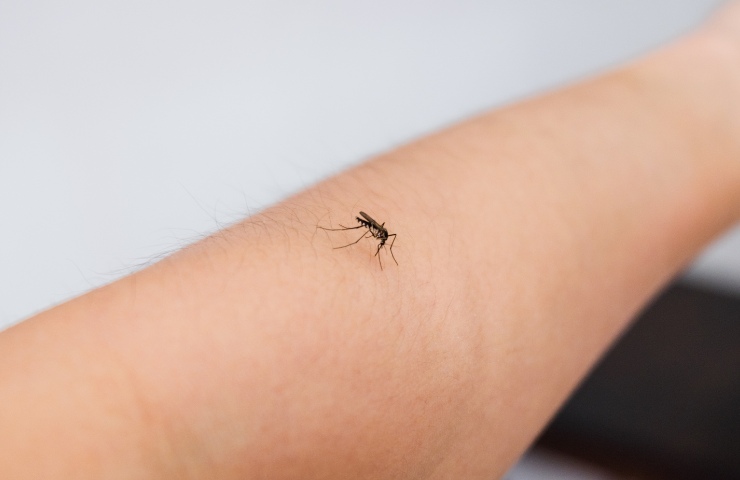l'importanza delle zanzare