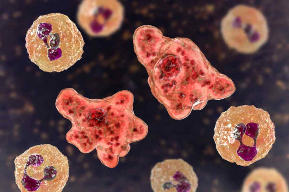 Si sta diffondendo una pericolosa ameba mangia cervelli