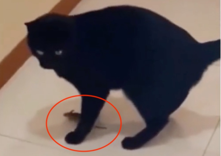 Il divertente video di un topo furbissimo