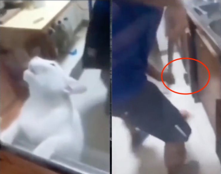 Gatto scappa da un topo, video virale