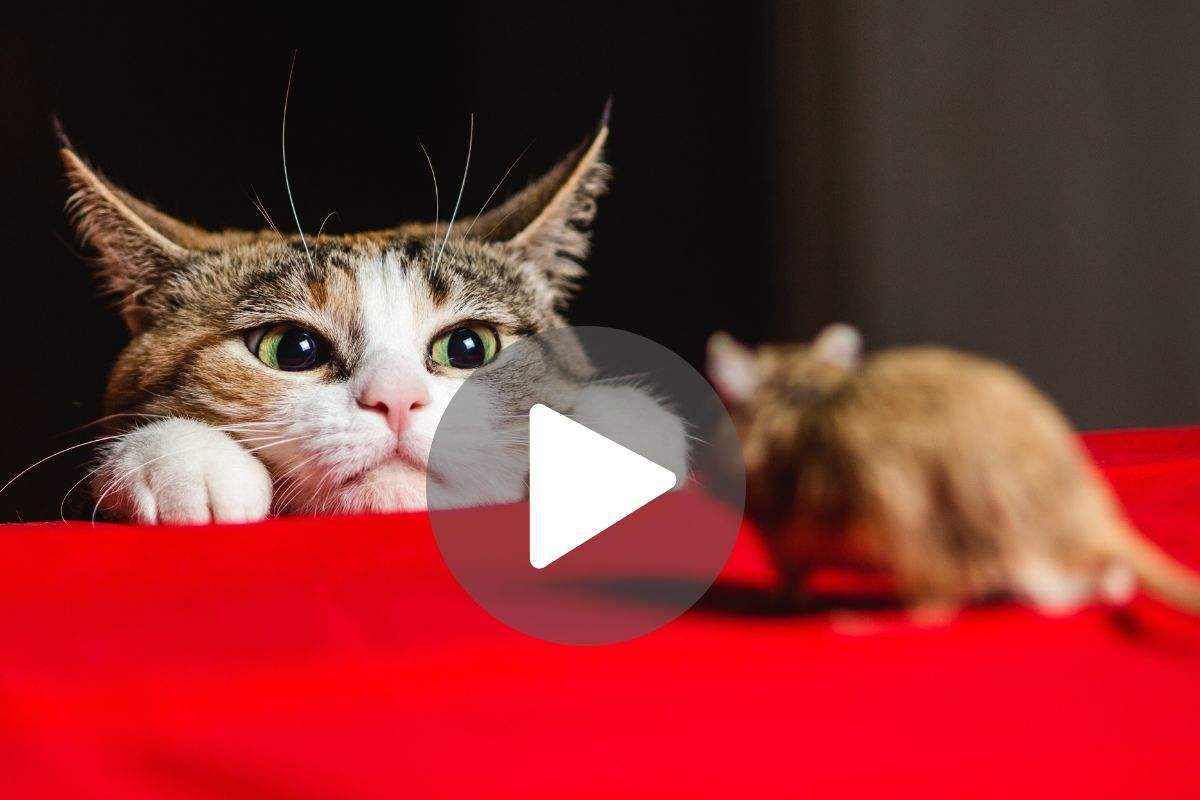 Gatto e topo nella stessa stanza: la strana reazione