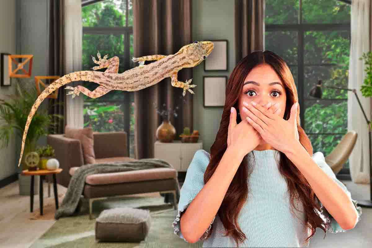 Perché i gechi si nascondono in casa nostra