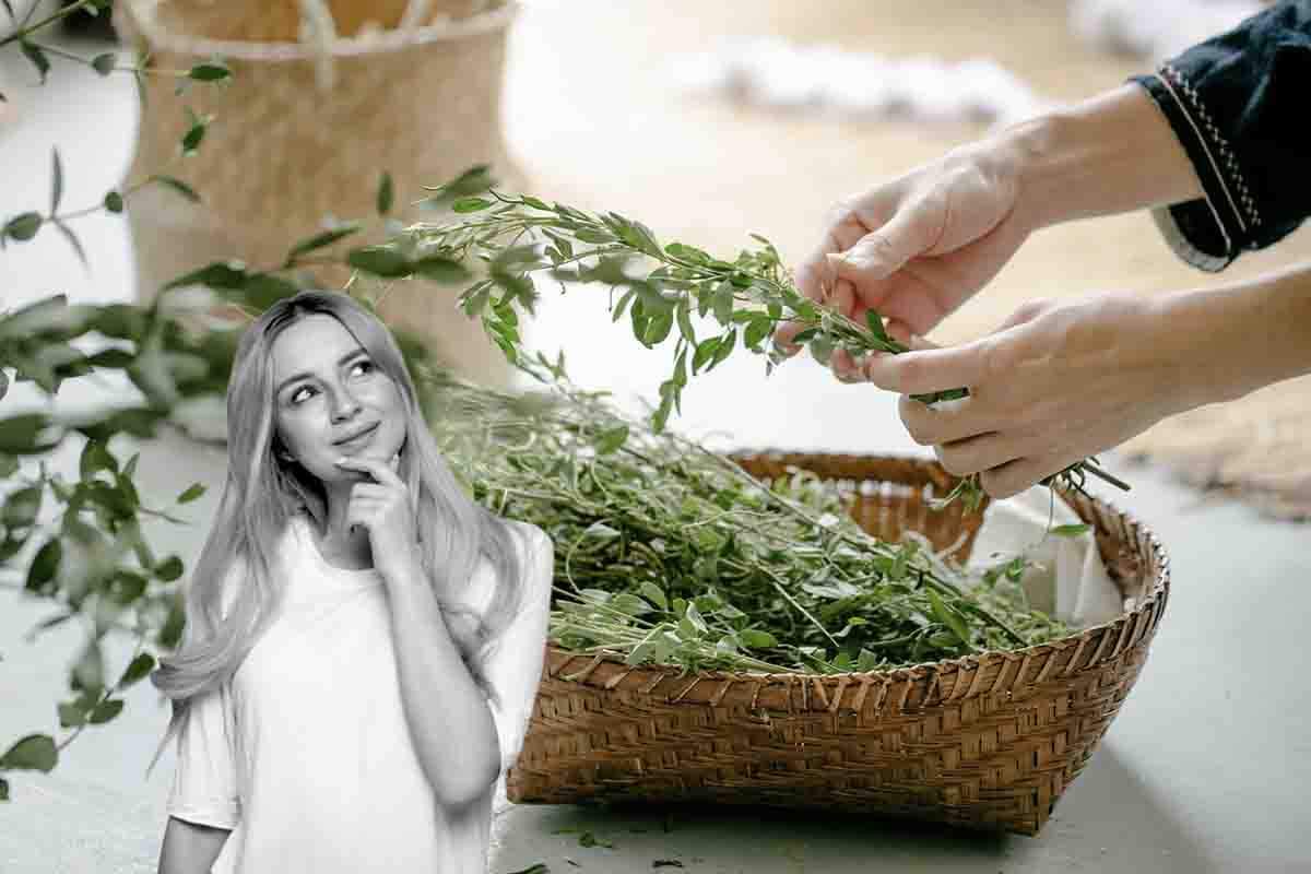 conservare le erbe aromatiche