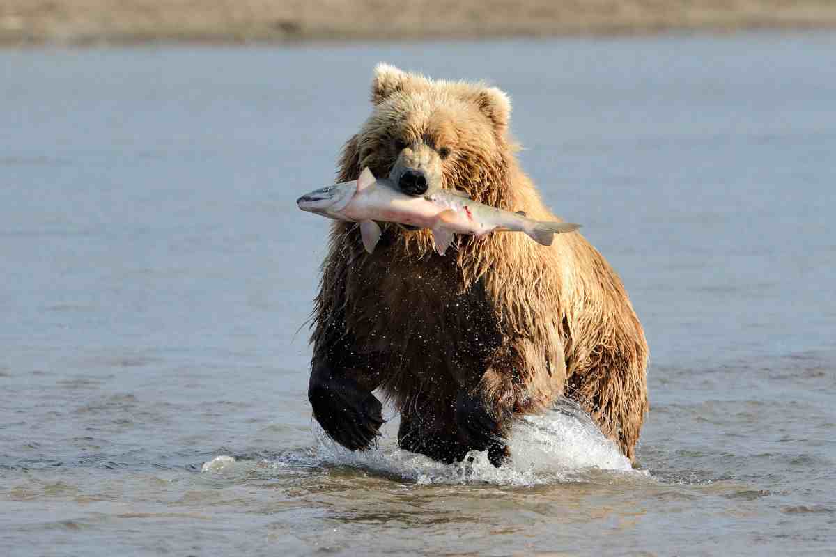 l'orso è un animale dalle molteplici sfaccettature
