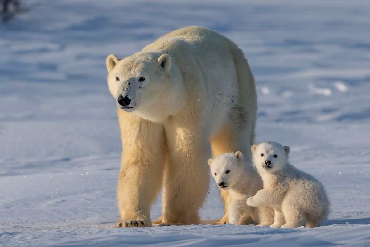 gli orsi polari muoiono di fame