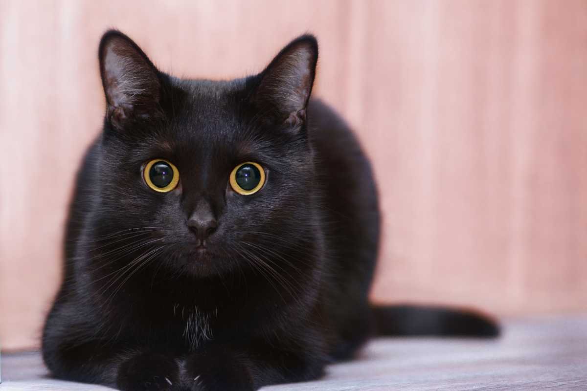 Cosa significa sognare un gatto nero