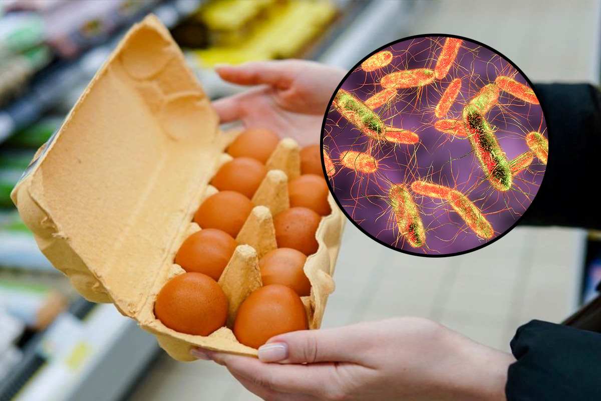 Allerta salmonella nelle uova