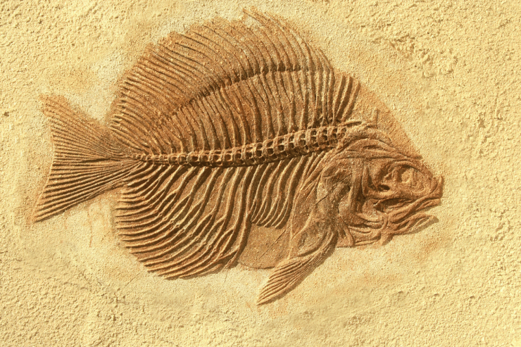 fossile marino