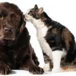 Nuove regole cani e gatti 2024