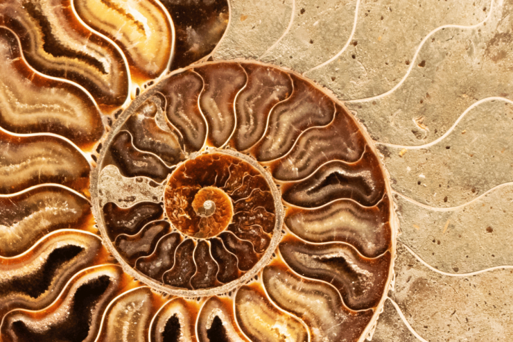 resti fossili marini