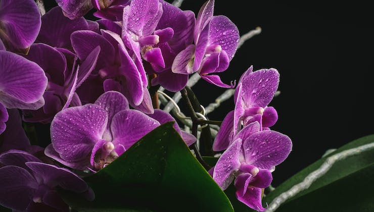 Annaffiare le orchidee