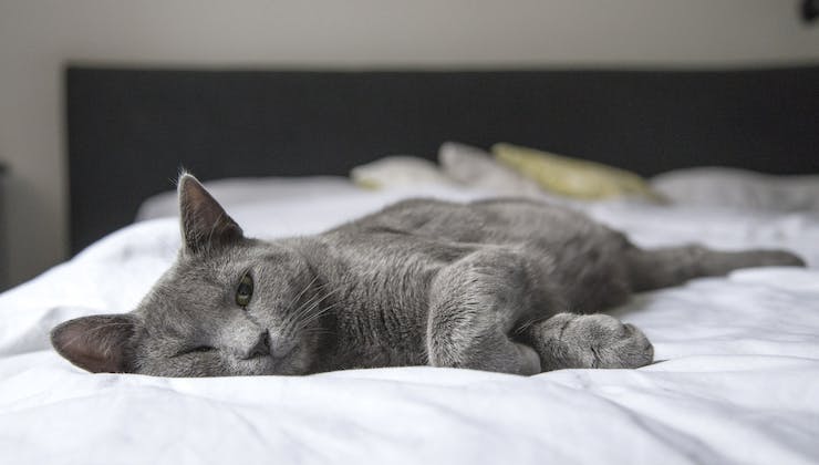 Gatto sul letto