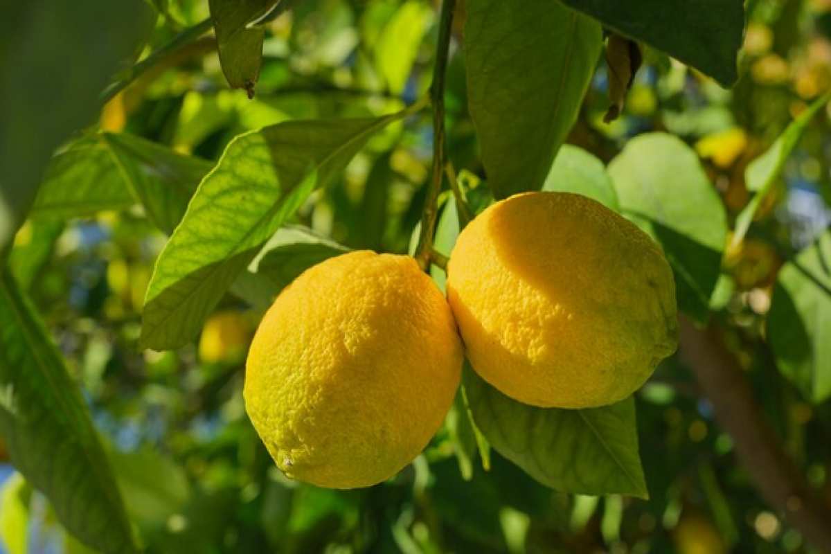 Fertilizzante per limoni