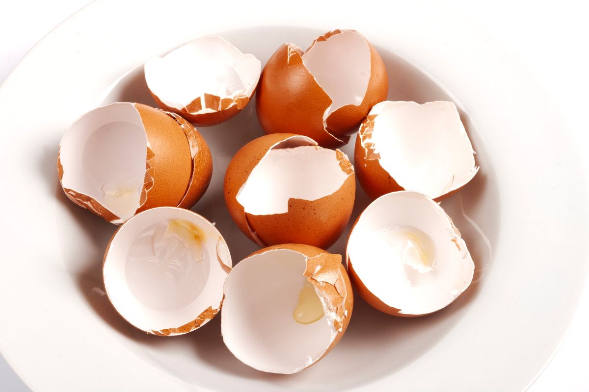 guscio d'uovo