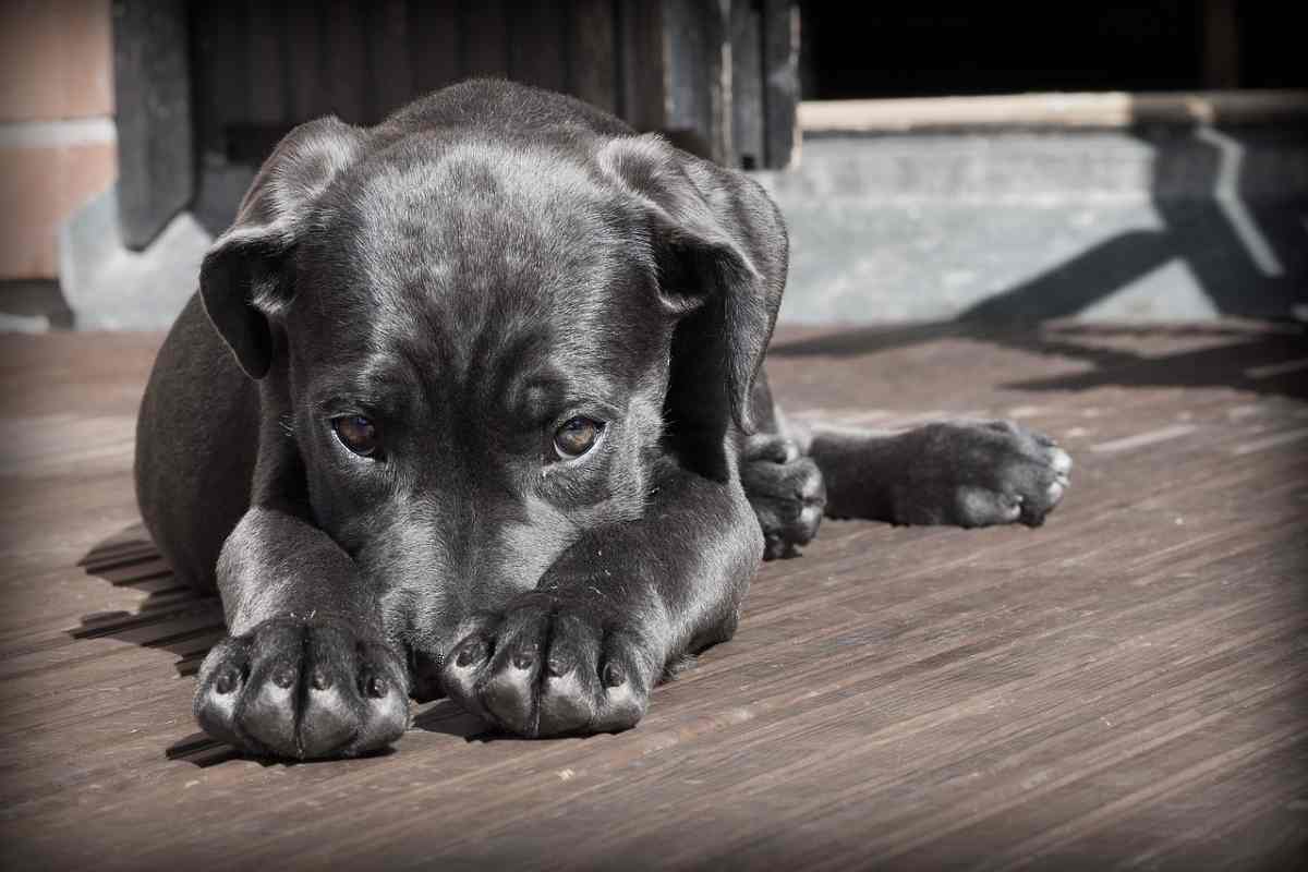 Pulisci le zampe del tuo cane