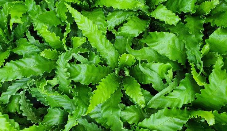 Asplenium