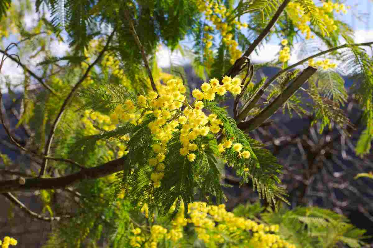 Mimose fertilizzante naturale