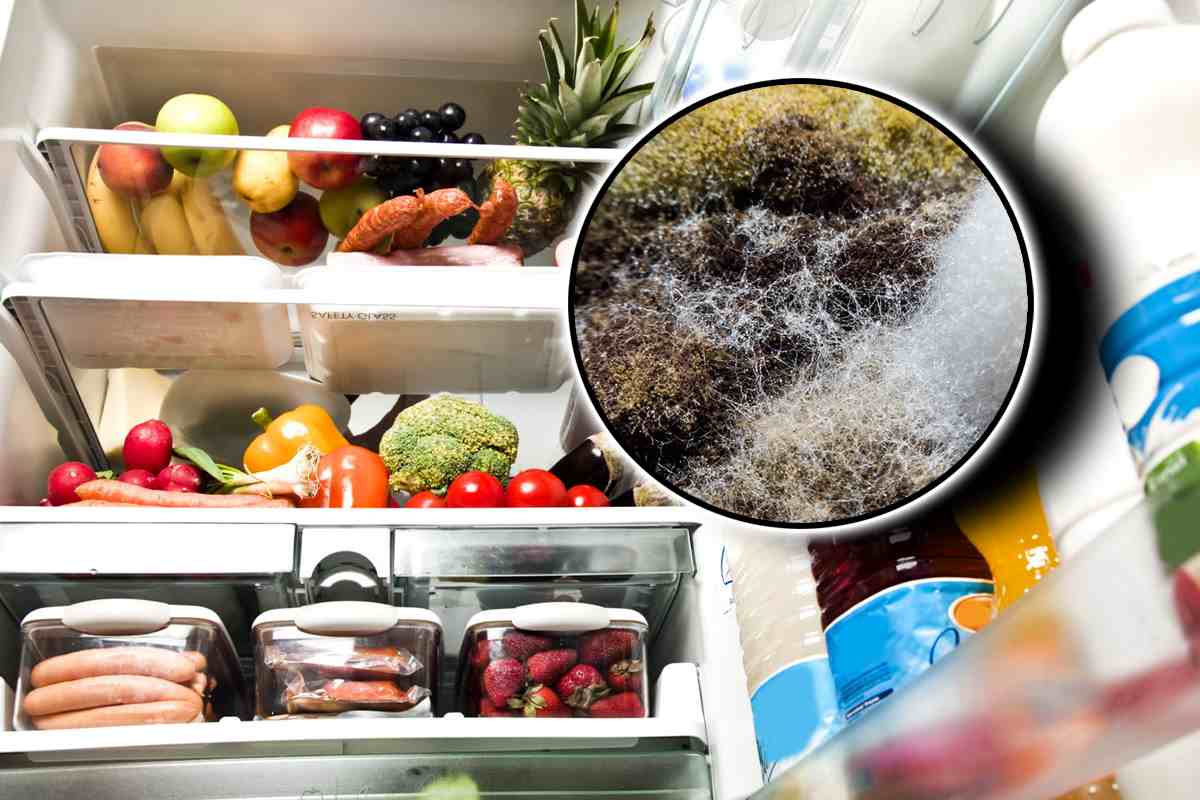 Muffa nel frigo