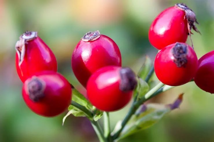 Rosa canina