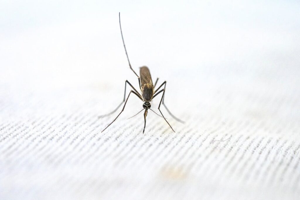 Come allontanare mosche e zanzare