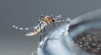 Zanzare e mosche spariscono subito con questo rimedio naturale: lo hai sicuro in cucina